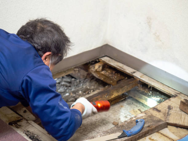 Best Mold Cleaning Services  in Mosinee, WI