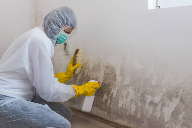 Best Attic Mold Removal  in Mosinee, WI