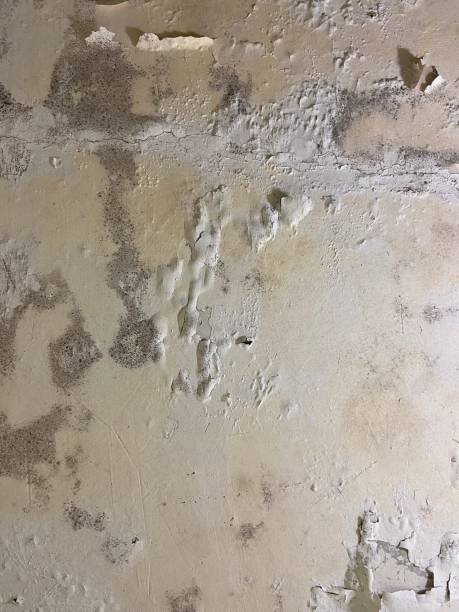 Best Black Mold Removal  in Mosinee, WI