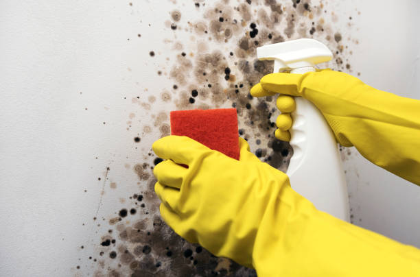 Best Toxic Mold Removal  in Mosinee, WI