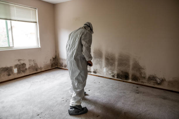 Attic Mold Removal in Mosinee, WI
