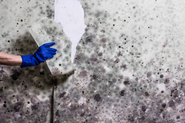 Best Mold Remediation  in Mosinee, WI