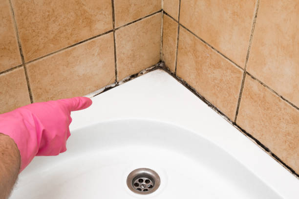 Best Mold Testing  in Mosinee, WI
